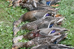 image039