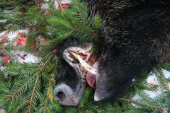 image067